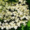Donnerstag, 11.06.2026 Wissenswertes rund um den Holunderstrauch