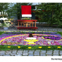 30.05.2024 Fronleichnam Blumenteppich legen und Teilnahme an der Prozession